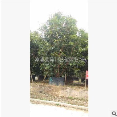 水蒲桃 高200-500 價格450元-2800元 綠化園林 行道風景樹水蒲桃