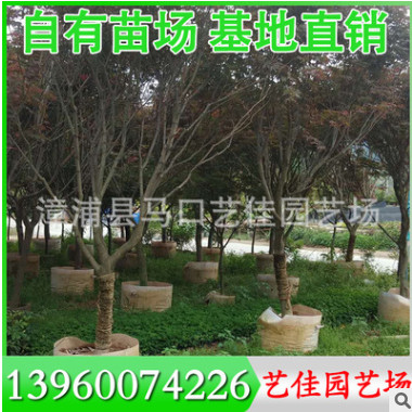 黃槿 胸徑10-15公分 價格400-1200元 福建黃槿基地批發