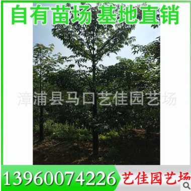 楊梅樹 高150-300 冠150-300 價格450-2000元 基地直銷