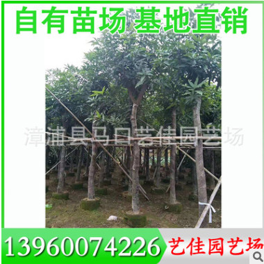 香樟全冠 胸徑10-30 價格900元-12500元 漳州基地直銷批發