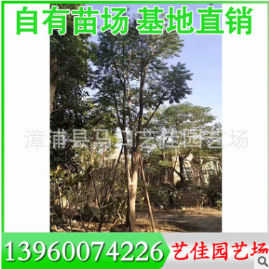 風鈴木 胸徑8-25公分 價格300元 福建基地直銷 行道樹風景樹