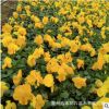 多色三色堇種植基地多年生宿根三色堇冬季耐寒草花三色堇