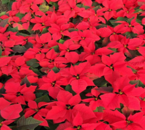 景觀工程用花一品紅一品紅花海建設時令草花租擺工程冬季耐寒草花