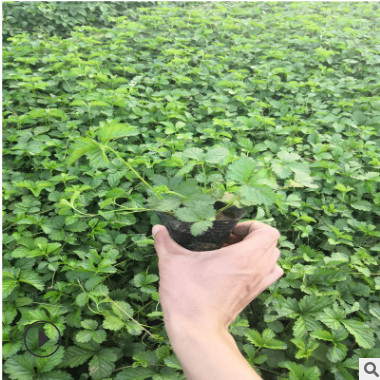 三葉委陵菜杯苗種植基地地被三葉委陵菜供應商時令三葉委陵菜批發