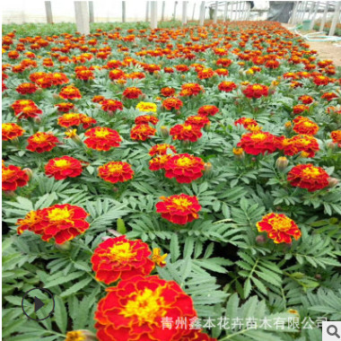 宿根孔雀草多年生時令草花孔雀草小區公園花壇綠化工程花卉孔雀草