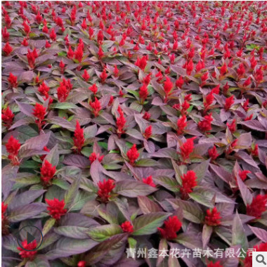 時令草花雞冠花 紅葉一支筆 綠葉一支筆租擺批發 花海建設工程