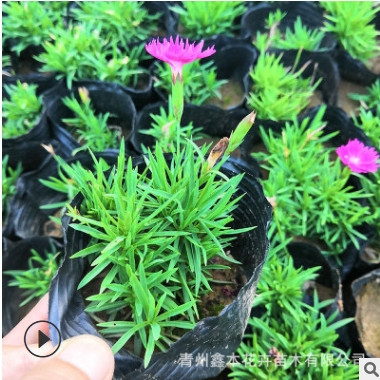 會開花的草坪歐石竹 常年花期不斷的草花 綠化觀賞花卉歐石竹