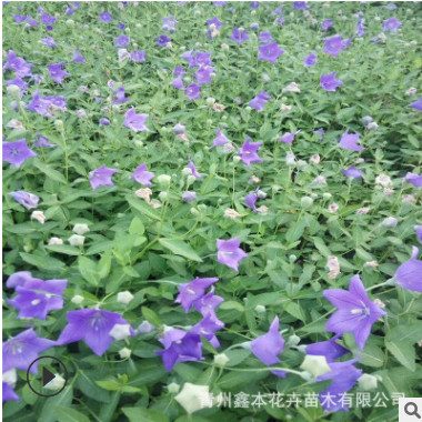 工程綠花用杯花桔梗花盆栽洋桔梗供應商時令草花盆花租擺基地