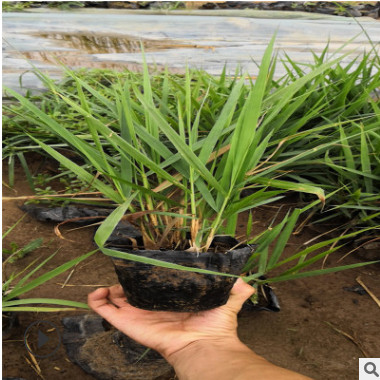 畫眉草 觀賞彎葉畫眉草 暖季型草坪草抗寒耐旱耐炎熱型高級草坪草