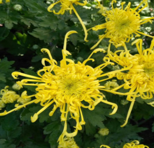 九月菊 草本花卉苗綠植九月菊耐寒四季秋菊庭院 美人荷蘭菊