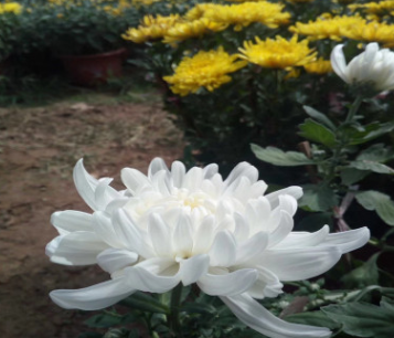 九月菊花小花供應商盆花菊花基地直銷長春花量大質優草花百日草