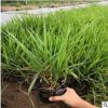彎葉畫眉草各類觀賞草 暖季型草坪草抗寒耐旱耐炎熱型高級草坪草