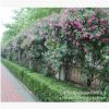 薔薇 紅花薔薇 攀援植物 藤本月季 圍墻綠化 全國包郵