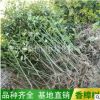 香樟樹基地批發大葉小葉香樟樹苗 綠化工程苗木 香樟小苗規格多種