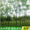 基地現貨供應黃山欒樹10-12-15-18公分 園林工程綠化欒樹骨架批發
