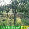基地批發3-5公分白色櫻花樹 日本大型櫻花樹 早櫻 晚櫻 規格齊全