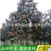 基地直銷廣玉蘭樹 10-12-15-18-20-25cm大玉蘭綠化工程廣玉蘭批發