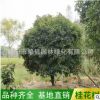基地直銷叢生桂花樹 八月桂 金桂 丹桂 綠化工程苗木批發供應