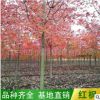 基地批發3-5-8-10公分美國紅楓 秋火焰紅楓樹 彩色觀葉紅楓大樹