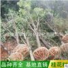 產地直銷征地桂花樹10-12-15公分八月桂金桂丹桂占地桂花骨架批發