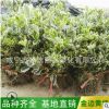 基地批發工程綠化優良金邊黃楊小苗 四季常青金邊黃楊綠籬包郵