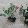 花葉絡(luò)石小杯苗絡(luò)石盆苗花葉絡(luò)石小盆苗綠化工程用苗花海工程苗
