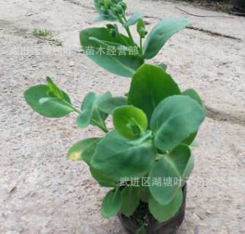 八寶景天 景天苗 八寶景天小杯苗景天工程苗綠化用苗八寶景天杯苗