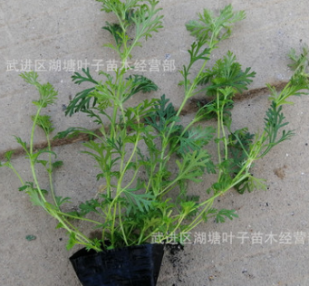 美女櫻小杯苗美女櫻盆苗常綠綠化工程苗紅花美女櫻紫花美女櫻杯苗