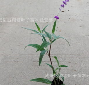 墨西哥鼠尾草鼠尾草小杯苗墨西哥鼠尾草草花苗鼠尾草綠化工程