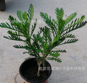 黃金菊苗黃金菊小杯苗工程苗綠化工程小苗黃金菊大杯苗 杯苗