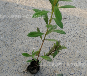 杜鵑小杯苗毛鵑小苗毛娟小杯苗綠化工程用苗花海工程苗毛杜鵑