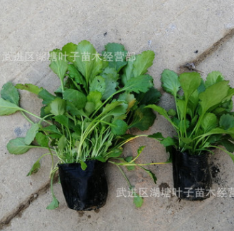 大濱菊花苗工程苗大濱菊小杯苗四季常綠草花植物花海大濱菊小杯苗