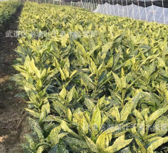 灑金桃葉珊瑚小苗 黃葉桃葉珊瑚小杯苗 園林綠化灑金珊瑚小苗