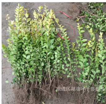 金葉女貞金葉女貞工程苗金葉女貞小苗園林綠化金葉女貞工程苗