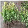 金葉女貞金葉女貞工程苗金葉女貞小苗園林綠化金葉女貞工程苗
