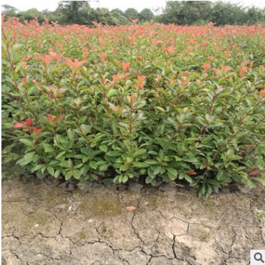 紅葉石楠小杯苗石楠杯苗紅葉石楠樹苗綠化苗羅賓紅葉石楠籬笆苗