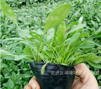 金雞菊花苗金雞菊小杯苗四季常綠工程苗花海工程苗金雞菊杯苗