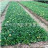 湖南長沙樂慧苗圃批發(fā)茶梅樹苗 20-30-50-80-100-120公分茶梅球