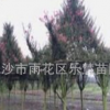 湖南長沙樂慧苗圃供應(yīng)紫薇樹苗木園林綠化苗木紫薇樹樁直銷基地