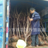 園林綠化苗木行道樹 地栽盆栽庭院花壇植物 胸襟2到6cm優(yōu)質(zhì)櫻花樹
