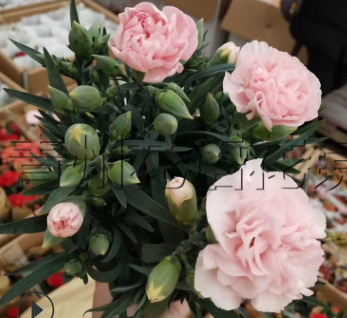 康乃馨120花卉盆栽 大花香石竹紅粉黃 送給媽媽的康乃馨