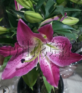 香百合粉色花紅色花 有香味的百合花舞女 開花好看味道清香