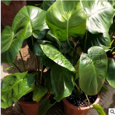 仙洞龜背竹批發零售 多種室內觀葉綠植 5顆盆栽龜背竹價格優