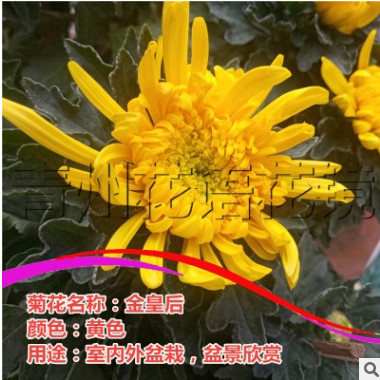 金皇后大盆菊花盆栽 10盆起批25cm菊花盆景 青州花語花鏡花卉苗木