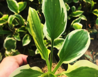 耐寒白花玉簪 紫花玉簪 營養缽白玉簪 優質宿根花苗批量供應