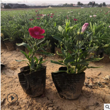 市場自銷常夏石竹 地被花海五彩石竹現貨 青州常夏石竹苗圃