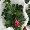 盆栽微型月季 玫瑰月季色彩豐富 多個顏色微型月季大量供應