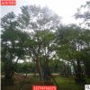 叢生烏桕園林工程行道樹喬木烏桕漳州基地直銷多規格供應基地
