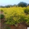 黃金寶樹 廣場街道庭院公園綠植 多規格大量供應漳州種植基地直銷