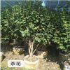 茶花樹 四季常青開花不斷盆栽地栽耐旱耐寒庭院觀賞 漳州基地直銷